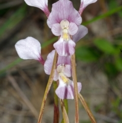 Diuris punctata at suppressed - suppressed