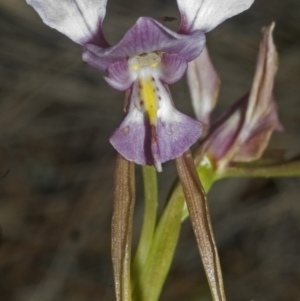 Diuris punctata at suppressed - 26 Oct 2006