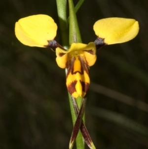 Diuris sulphurea at Nowra Hill, NSW - suppressed