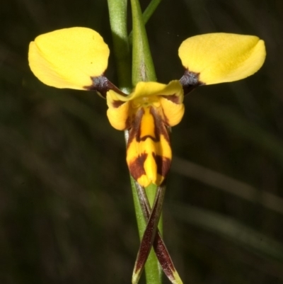 Diuris sulphurea (Tiger Orchid) at Nowra Hill, NSW - 25 Sep 2007 by AlanS