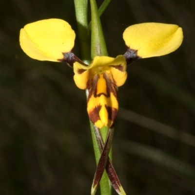 Diuris sulphurea (Tiger Orchid) at Nowra Hill, NSW - 26 Sep 2007 by AlanS