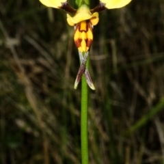 Diuris sulphurea at Nowra Hill, NSW - suppressed