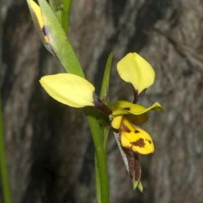 Diuris sulphurea (Tiger Orchid) at Beaumont, NSW - 20 Oct 2011 by AlanS