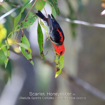 Myzomela sanguinolenta (Scarlet Honeyeater) at Ulladulla, NSW - 12 Feb 2019 by Charles Dove