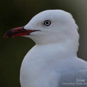 Chroicocephalus novaehollandiae at Mollymook, NSW - 16 Feb 2019 12:00 AM