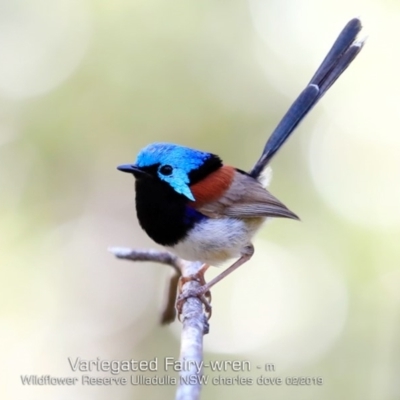 Malurus lamberti (Variegated Fairywren) at Ulladulla, NSW - 11 Feb 2019 by CharlesDove