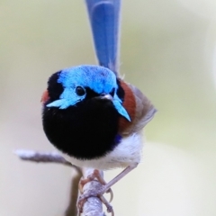 Malurus lamberti at Ulladulla, NSW - 12 Feb 2019