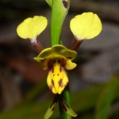 Diuris sulphurea (Tiger Orchid) at Currambene State Forest - 20 Sep 2013 by AlanS