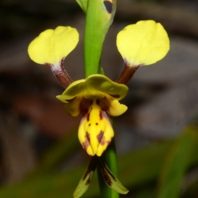Diuris sulphurea (Tiger Orchid) at Currambene State Forest - 19 Sep 2013 by AlanS