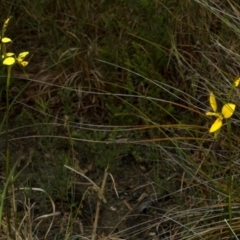 Diuris sulphurea (Tiger Orchid) at West Nowra, NSW - 10 Oct 2010 by AlanS