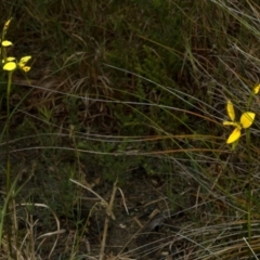 Diuris sulphurea (Tiger Orchid) at West Nowra, NSW - 9 Oct 2010 by AlanS