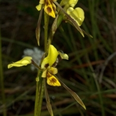 Diuris sulphurea at West Nowra, NSW - suppressed