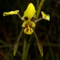 Diuris sulphurea at West Nowra, NSW - suppressed