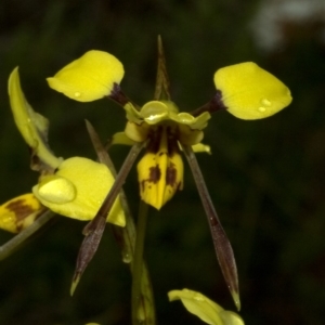 Diuris sulphurea at West Nowra, NSW - 10 Oct 2010