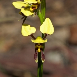 Diuris sulphurea at Callala Bay, NSW - suppressed