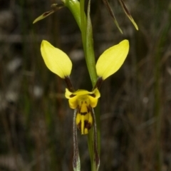 Diuris sulphurea (Tiger Orchid) at Wollumboola, NSW - 9 Oct 2010 by AlanS