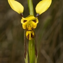 Diuris sulphurea at Wollumboola, NSW - 10 Oct 2010