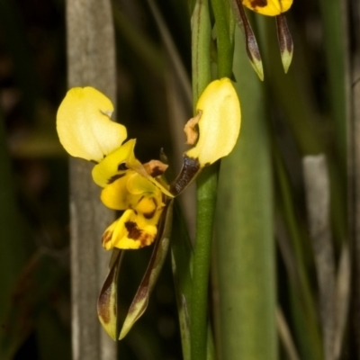 Diuris sulphurea (Tiger Orchid) at Tianjara, NSW - 21 Oct 2007 by AlanS