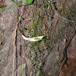 Dockrillia striolata at Bomaderry Creek Regional Park - 12 Apr 2013