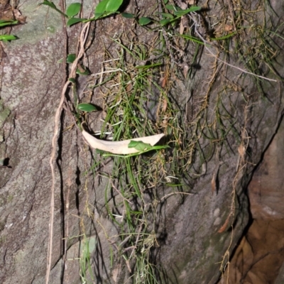 Dockrillia striolata (Streaked Rock Orchid) at North Nowra, NSW - 11 Apr 2013 by AlanS