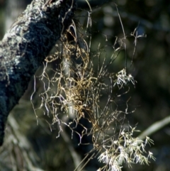 Dockrillia teretifolia (A Rat's Tail Orchid) at Jervis Bay National Park - 10 Aug 2005 by AlanS