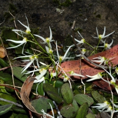 Dockrillia linguiformis (Thumb-nail Orchid) at Bamarang, NSW - 16 Sep 2013 by AlanS