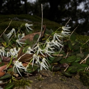 Dockrillia linguiformis at Bamarang, NSW - suppressed