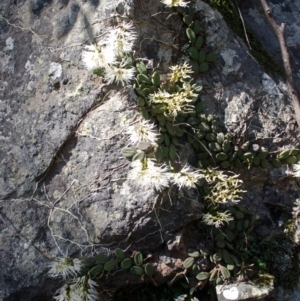 Dockrillia linguiformis at Bamarang, NSW - suppressed