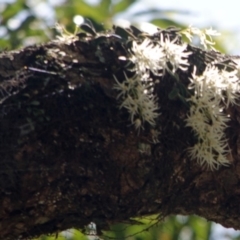 Dockrillia linguiformis (Thumb-nail Orchid) at Cambewarra, NSW - 10 Oct 2015 by AlanS