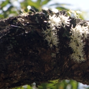 Dockrillia linguiformis at Cambewarra, NSW - 10 Oct 2015