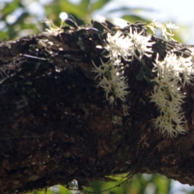 Dockrillia linguiformis (Thumb-nail Orchid) at Cambewarra, NSW - 10 Oct 2015 by AlanS