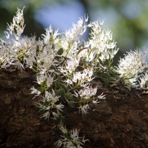 Dockrillia linguiformis at Cambewarra, NSW - 10 Oct 2015