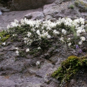 Dockrillia linguiformis at North Nowra, NSW - suppressed