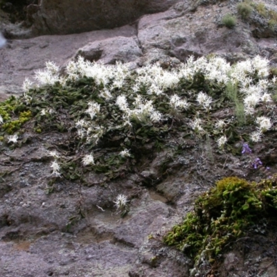 Dockrillia linguiformis (Thumb-nail Orchid) at North Nowra, NSW - 25 Oct 2005 by AlanS