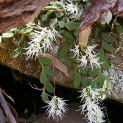 Dockrillia linguiformis (Thumb-nail Orchid) at North Nowra, NSW - 31 Oct 2003 by AlanS