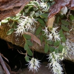 Dendrobium linguiforme (Thumb-nail Orchid) at Bomaderry Creek - 31 Oct 2003 by AlanS