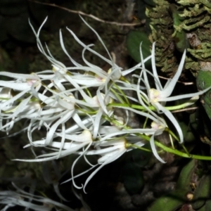 Dockrillia linguiformis at Bamarang, NSW - suppressed