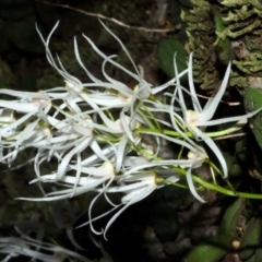 Dockrillia linguiformis (Thumb-nail Orchid) at Bamarang, NSW - 9 Oct 2015 by AlanS
