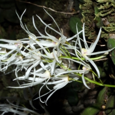 Dockrillia linguiformis (Thumb-nail Orchid) at Bamarang, NSW - 9 Oct 2015 by AlanS