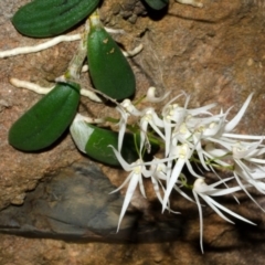 Dockrillia linguiformis at Bamarang, NSW - 10 Oct 2015