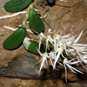 Dockrillia linguiformis at Bamarang, NSW - suppressed