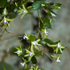 Dockrillia pugioniformis at Yatte Yattah, NSW - suppressed