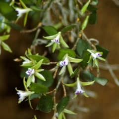 Dockrillia pugioniformis at Yatte Yattah, NSW - suppressed