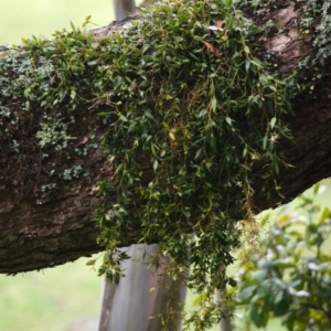 Dockrillia pugioniformis at Cambewarra, NSW - 25 Sep 2015