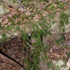 Dockrillia pugioniformis (Dagger Orchid) at North Nowra, NSW - 12 Apr 2013 by AlanS