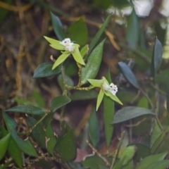 Dockrillia pugioniformis (Dagger Orchid) at Browns Mountain, NSW - 3 Oct 2015 by AlanS