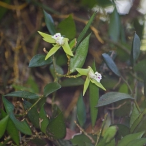 Dockrillia pugioniformis at Browns Mountain, NSW - 3 Oct 2015
