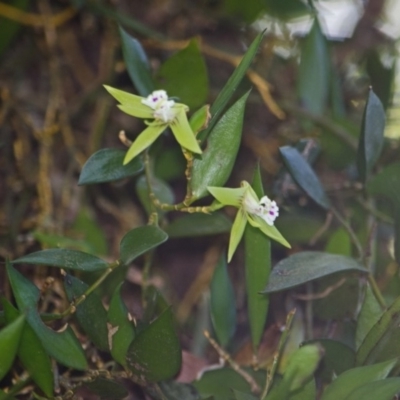 Dockrillia pugioniformis (Dagger Orchid) at Browns Mountain, NSW - 3 Oct 2015 by AlanS