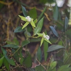 Dendrobium pugioniforme (Dagger Orchid) at Browns Mountain, NSW - 2 Oct 2015 by AlanS