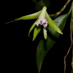 Dockrillia pugioniformis at Browns Mountain, NSW - 3 Oct 2015